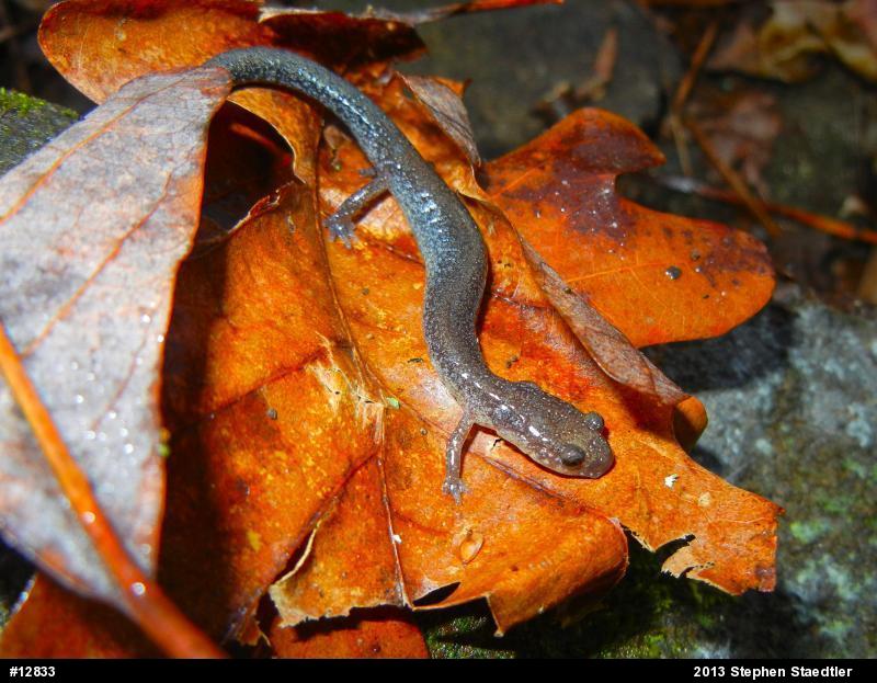 Eastern Red-backed  Salamander