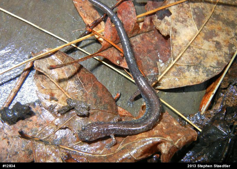 Eastern Red-backed  Salamander