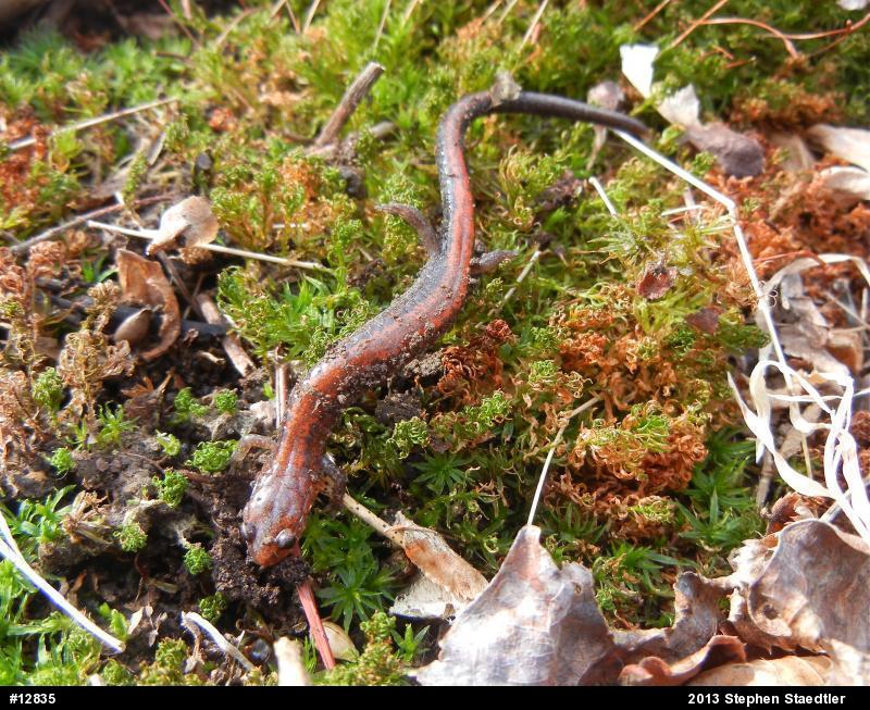 Eastern Red-backed  Salamander