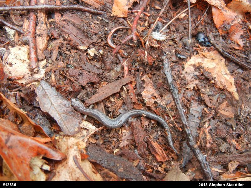 Eastern Red-backed  Salamander
