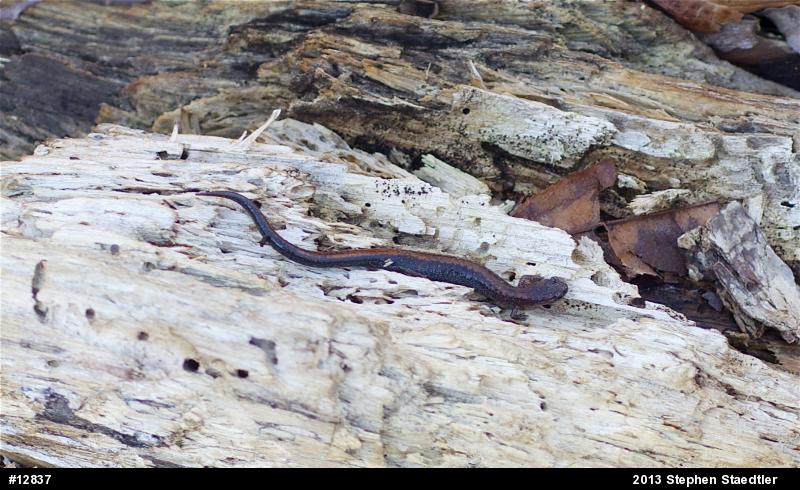 Eastern Red-backed  Salamander