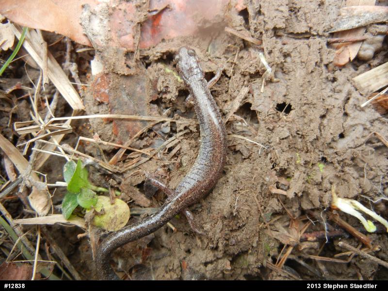 Eastern Red-backed  Salamander
