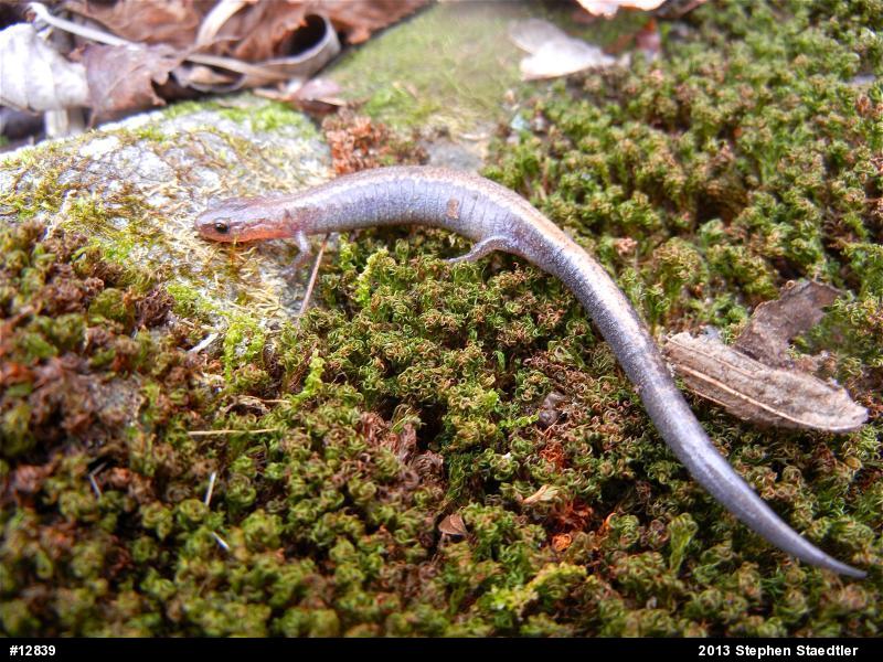 Eastern Red-backed  Salamander