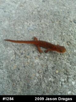 Red-spotted Newt