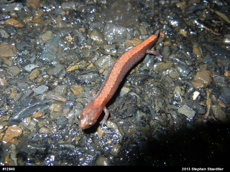 Eastern Red-backed  Salamander