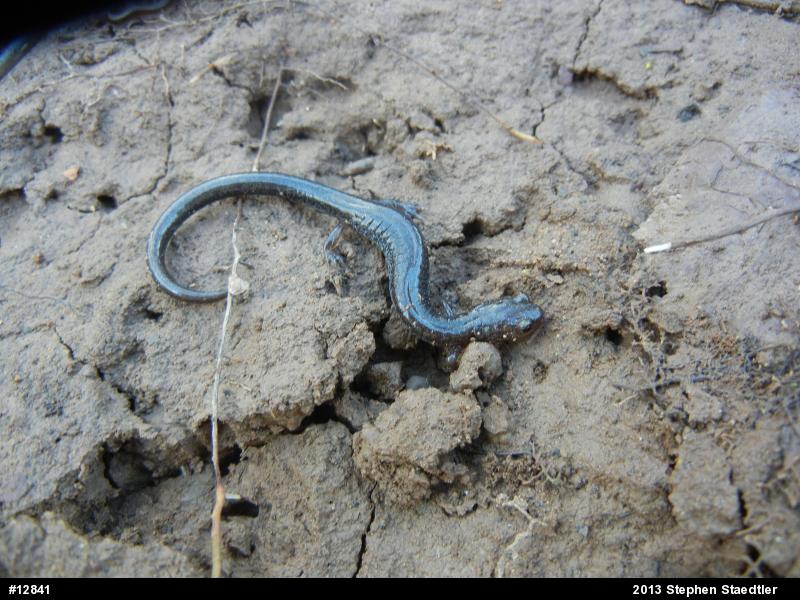 Eastern Red-backed  Salamander