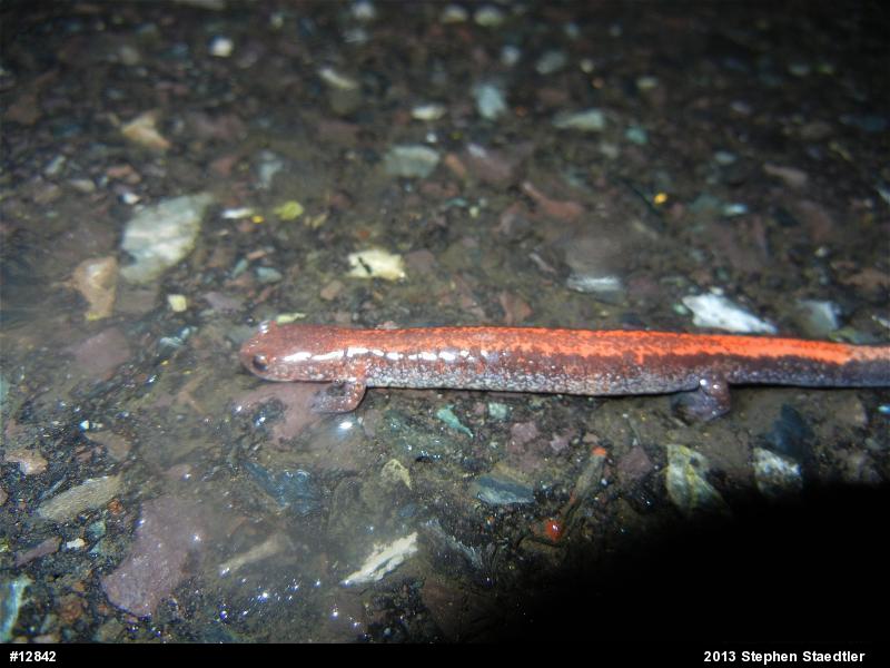 Eastern Red-backed  Salamander