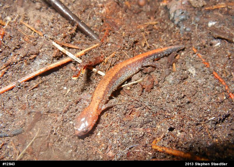 Eastern Red-backed  Salamander