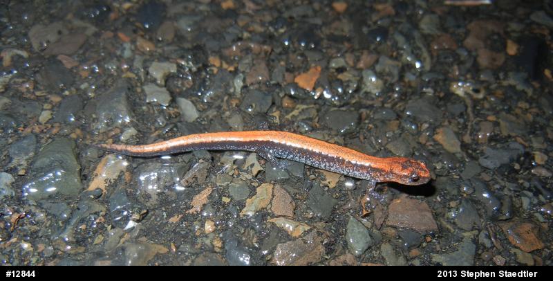 Eastern Red-backed  Salamander