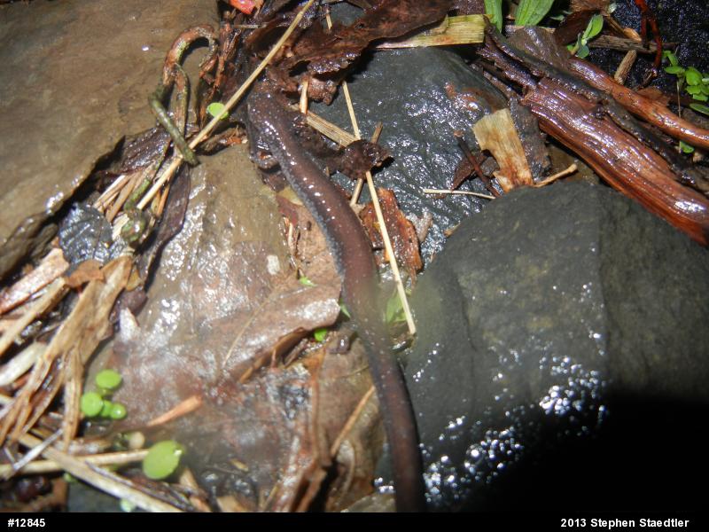 Eastern Red-backed  Salamander