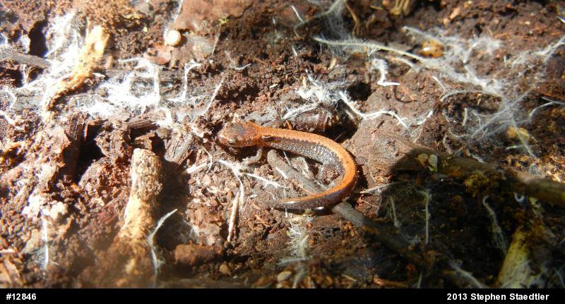 Eastern Red-backed  Salamander