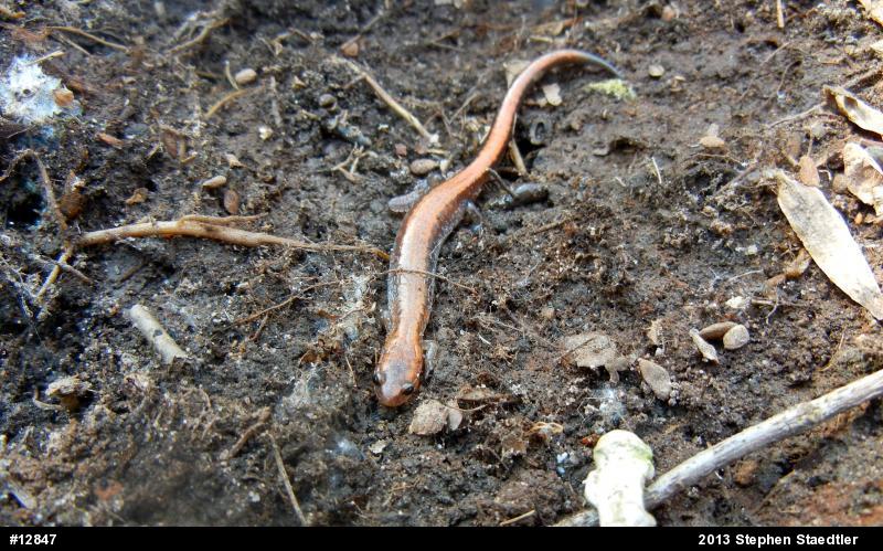 Eastern Red-backed  Salamander