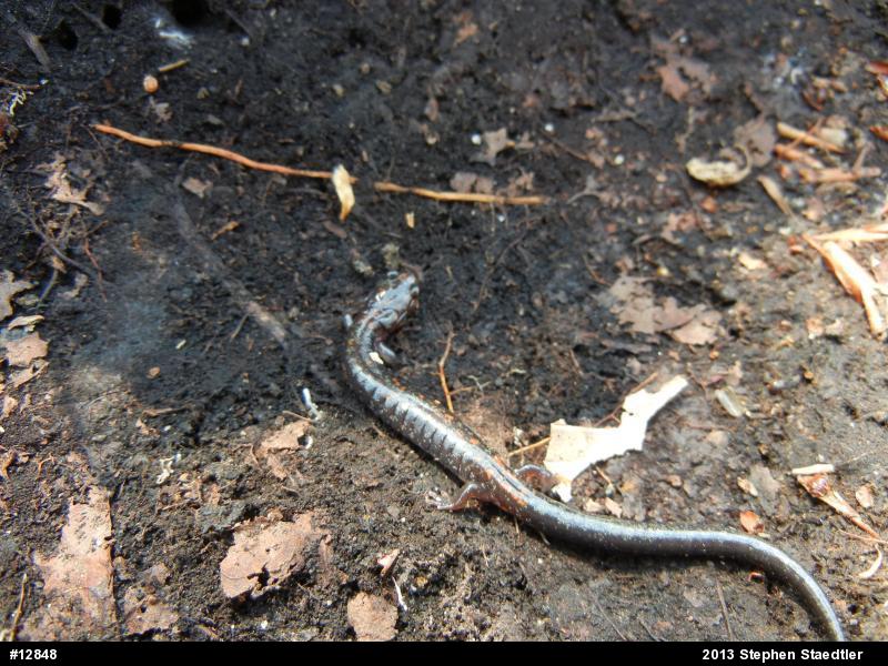 Eastern Red-backed  Salamander