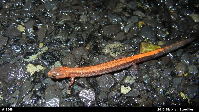 Eastern Red-backed  Salamander