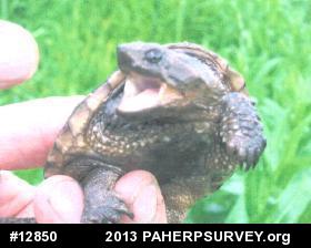 Snapping Turtle