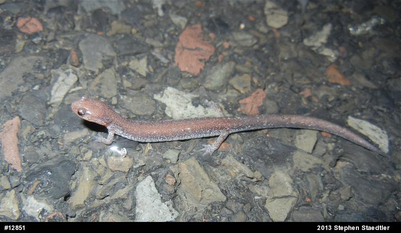 Eastern Red-backed  Salamander
