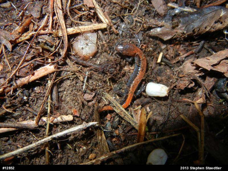 Eastern Red-backed  Salamander