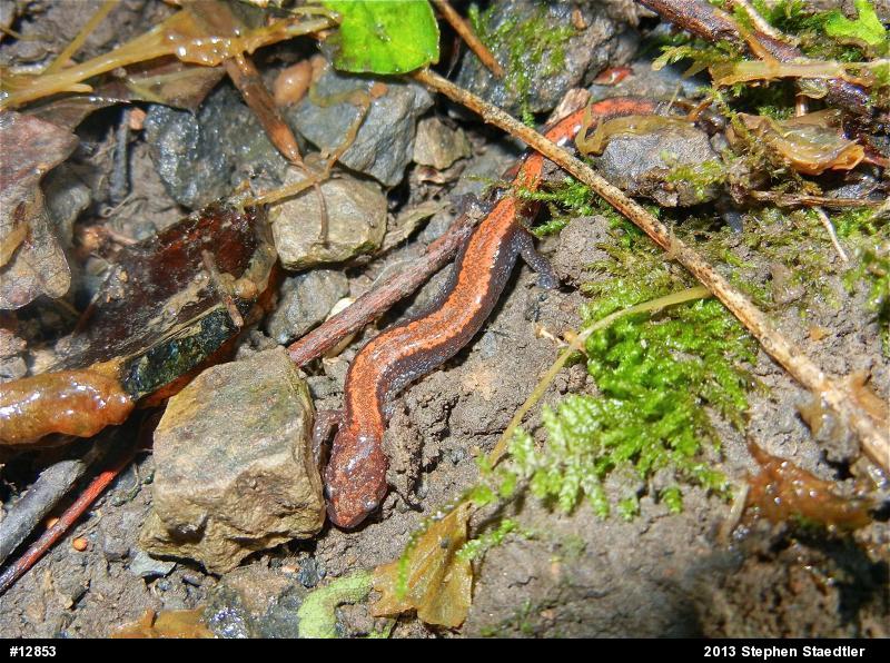 Eastern Red-backed  Salamander