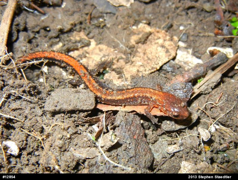 Eastern Red-backed  Salamander