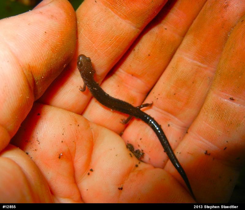 Eastern Red-backed  Salamander