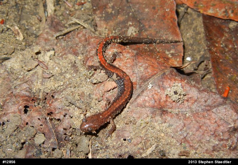 Eastern Red-backed  Salamander