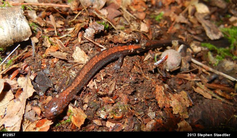 Eastern Red-backed  Salamander