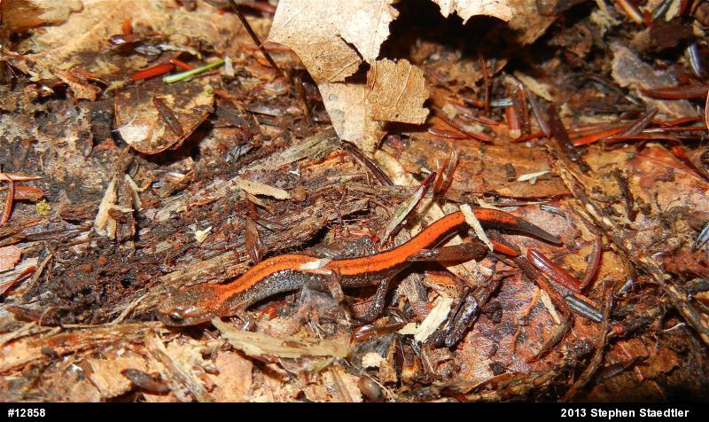Eastern Red-backed  Salamander