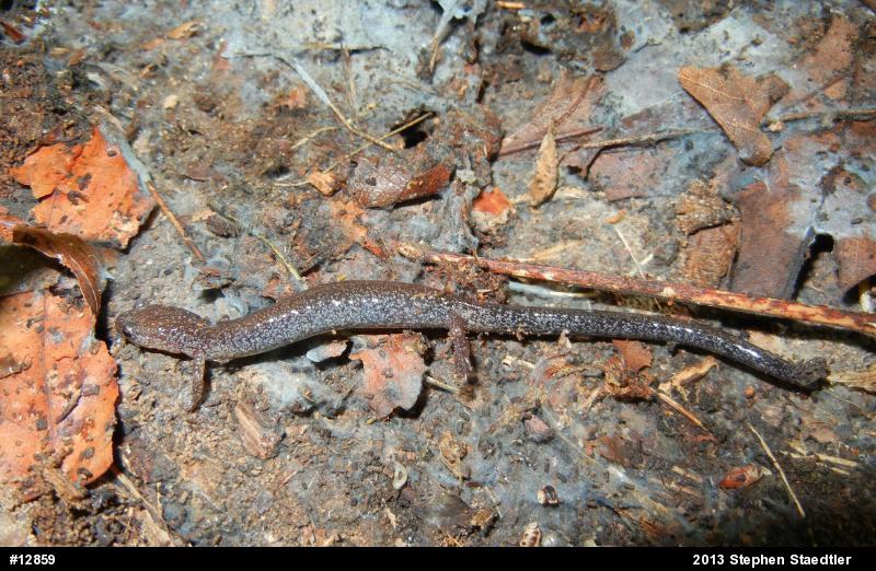 Eastern Red-backed  Salamander
