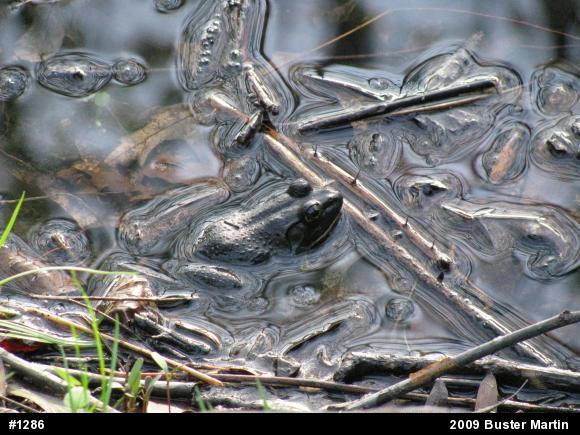 American Bullfrog