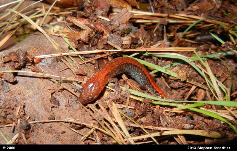 Eastern Red-backed  Salamander