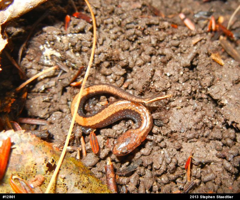 Eastern Red-backed  Salamander