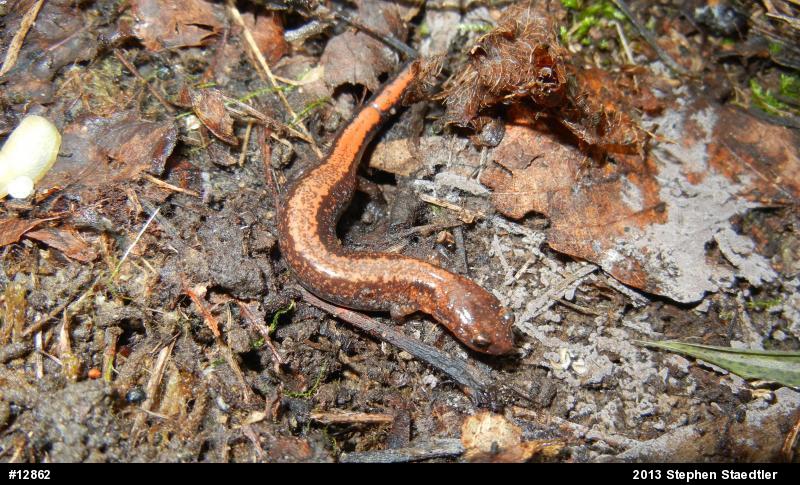 Eastern Red-backed  Salamander