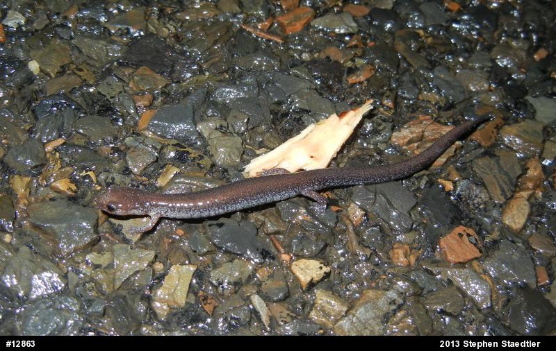 Eastern Red-backed  Salamander