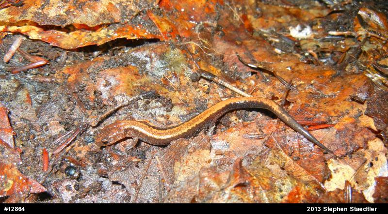 Eastern Red-backed  Salamander