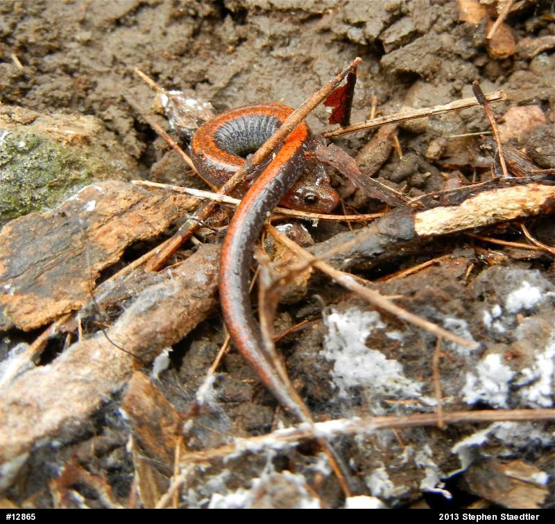 Eastern Red-backed  Salamander