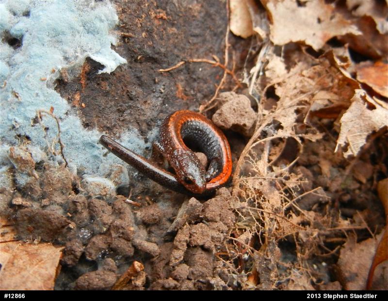 Eastern Red-backed  Salamander