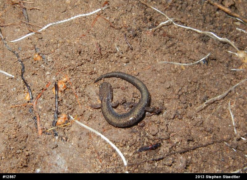Eastern Red-backed  Salamander