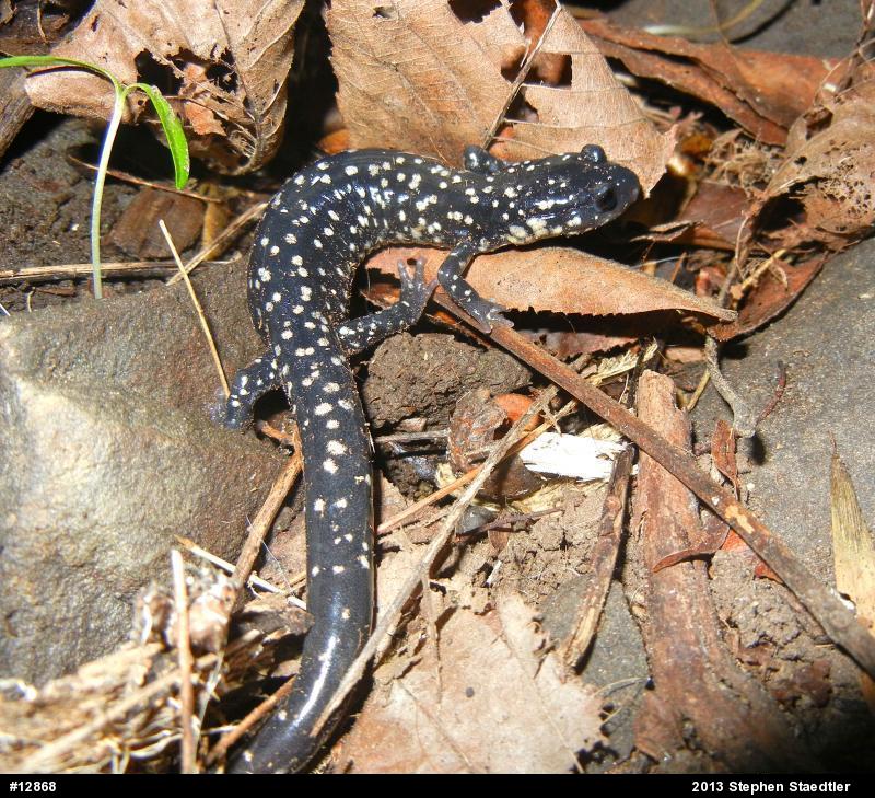 Northern Slimy Salamander