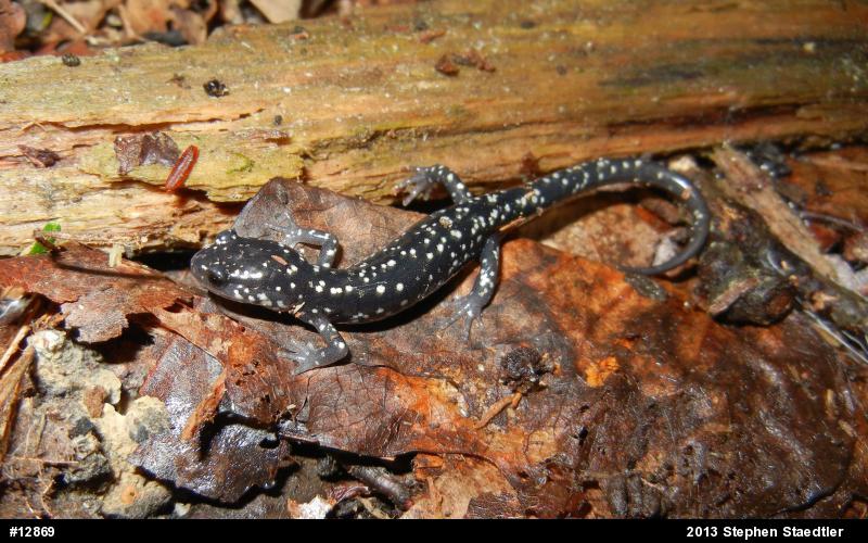 Northern Slimy Salamander
