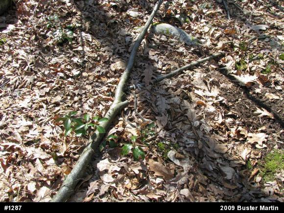 Eastern Gartersnake