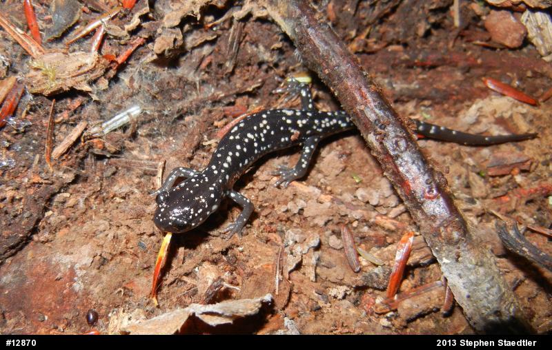 Northern Slimy Salamander