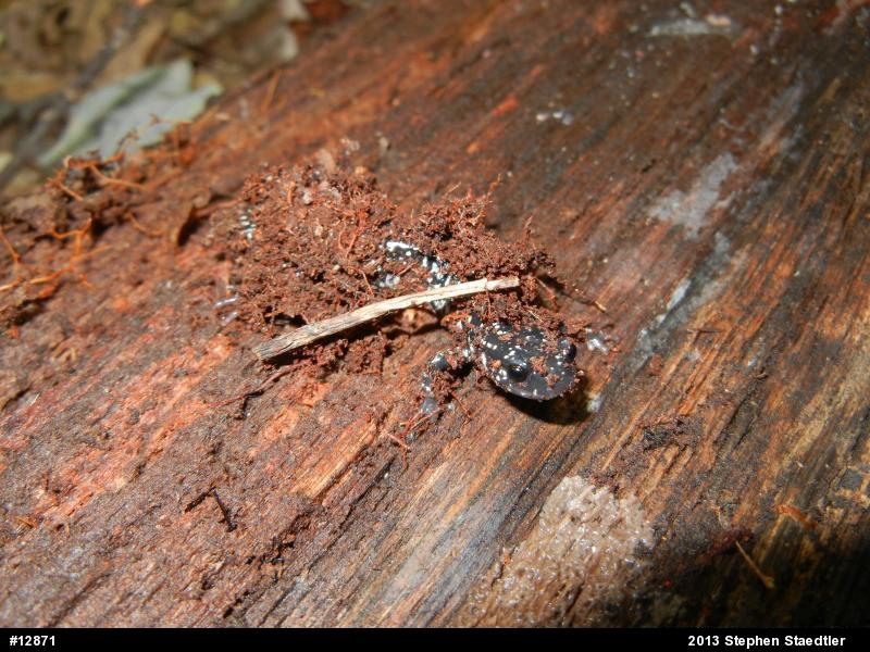 Northern Slimy Salamander