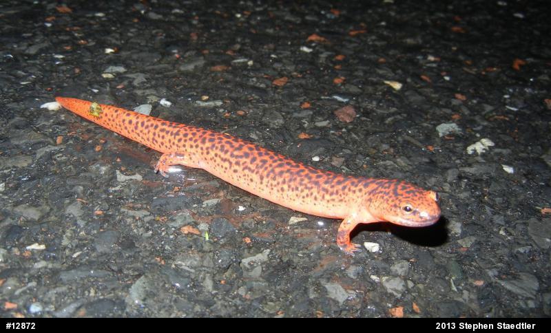 Northern Red Salamander