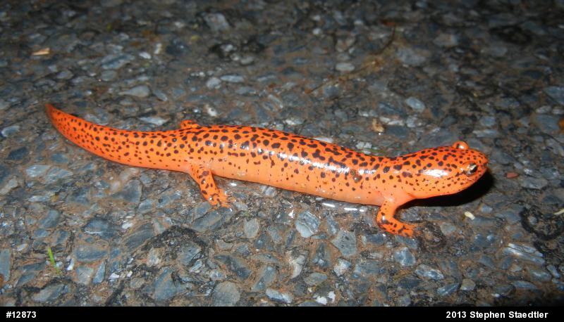Northern Red Salamander