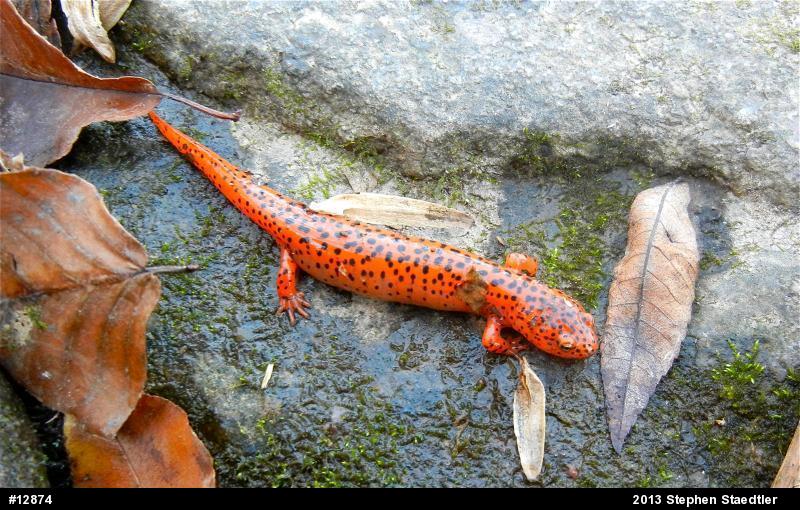 Northern Red Salamander