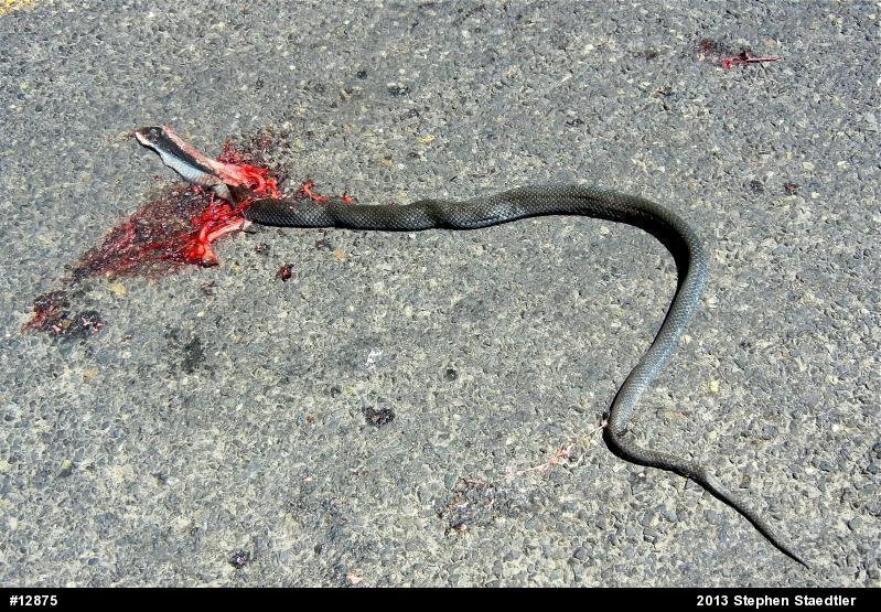 Northern Black Racer