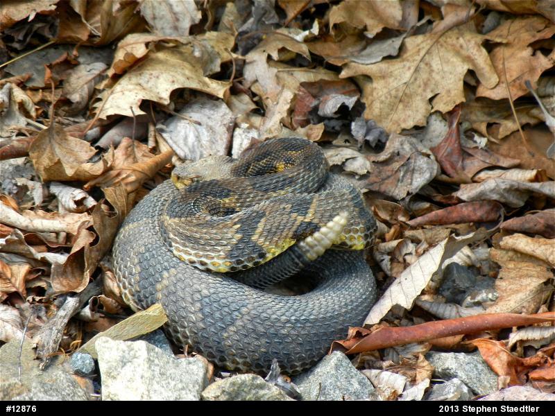 Timber Rattlesnake