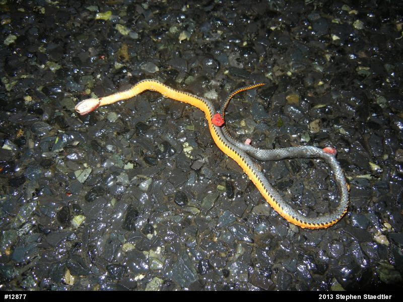 Northern Ring-necked Snake