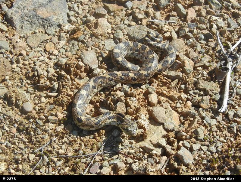 Eastern Hog-nosed Snake