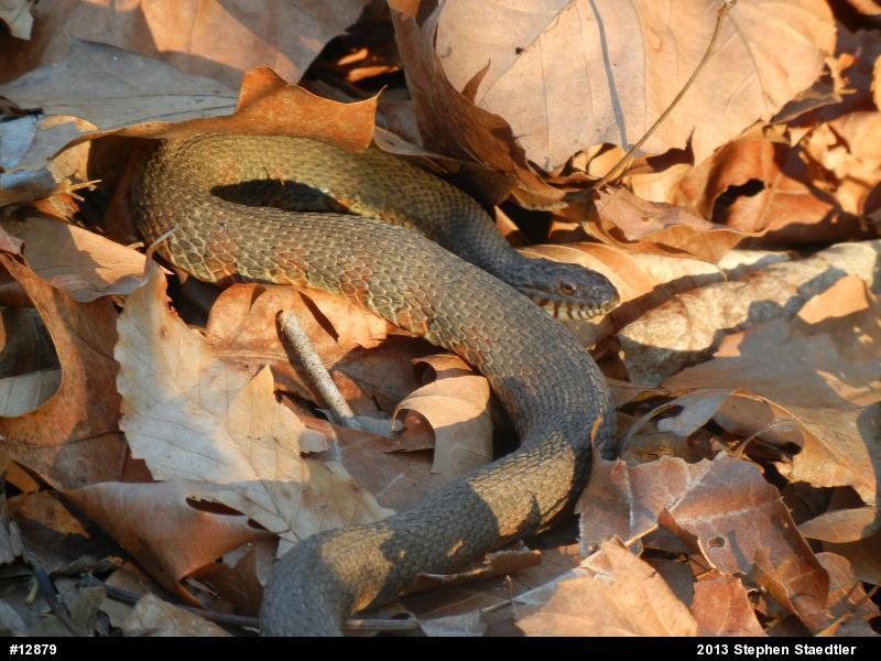 Northern Watersnake
